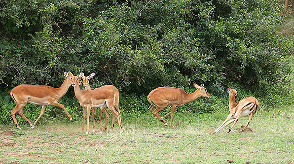 Laikipia