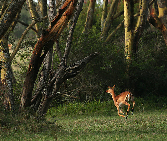 Laikipia