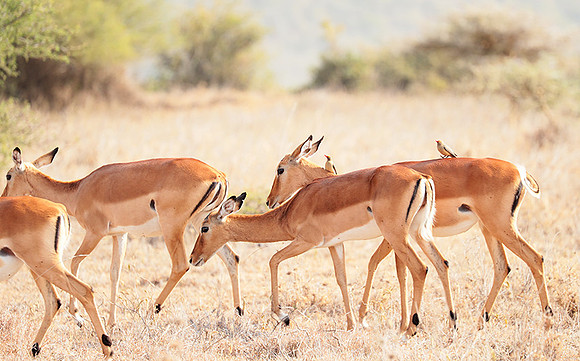 Nairobi National parc