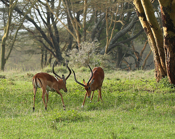 Laikipia