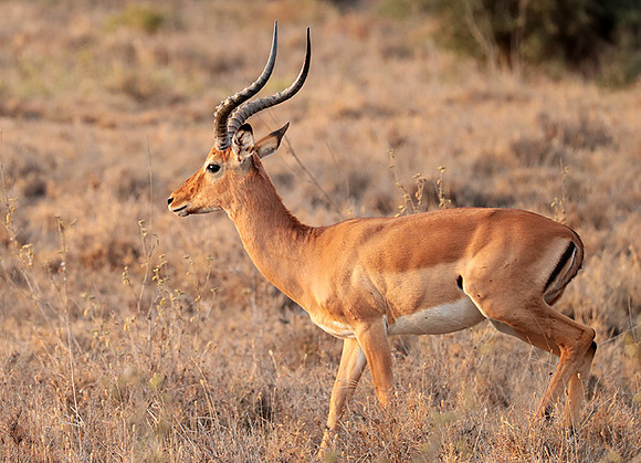 Nairobi National parc