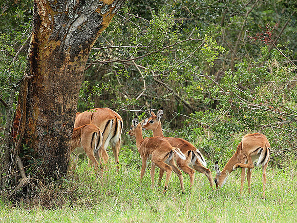 Laikipia
