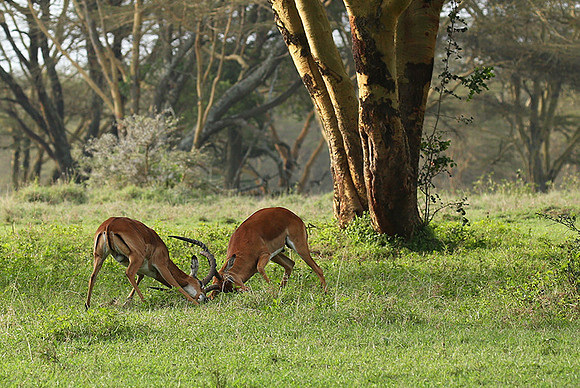 Laikipia