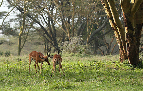 Laikipia