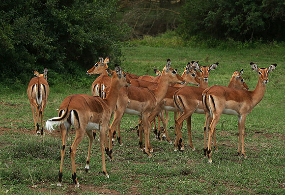 Laikipia