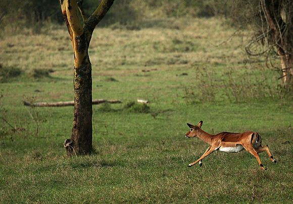 Laikipia