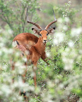Meru NP