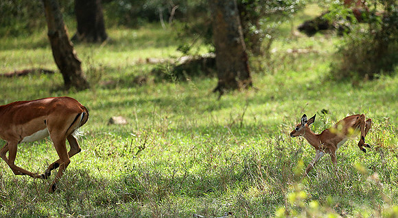 Laikipia