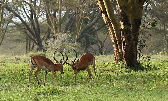 Laikipia