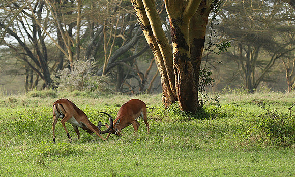 Laikipia