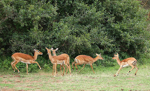 Laikipia