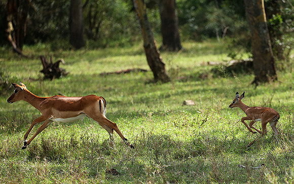 Laikipia