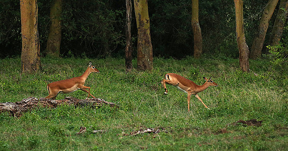Laikipia