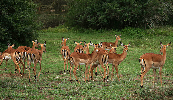 Laikipia
