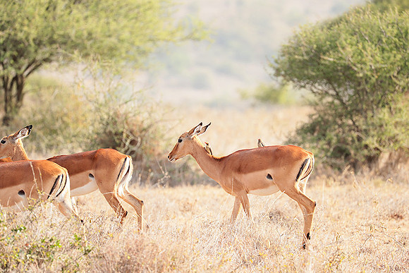 Nairobi National parc