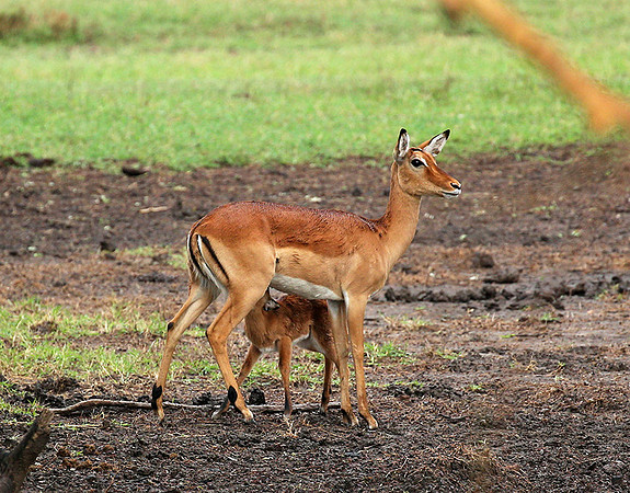 Laikipia