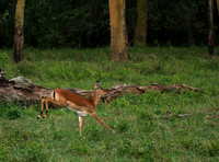 Laikipia