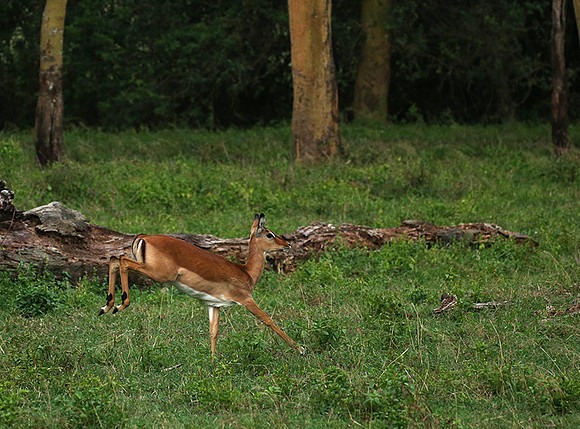 Laikipia