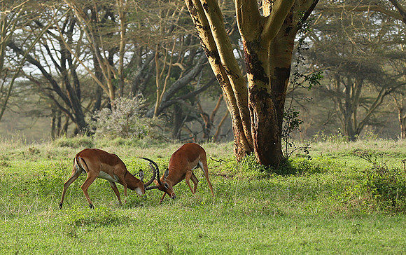 Laikipia