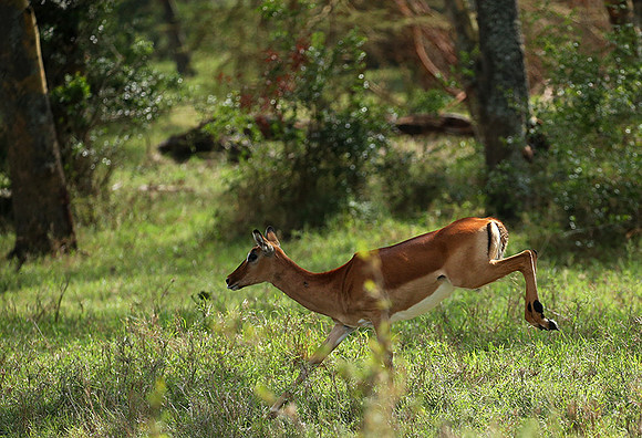 Laikipia