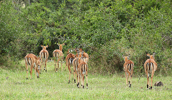 Laikipia
