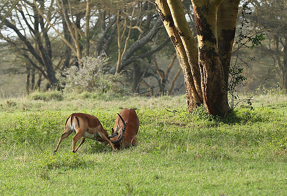 Laikipia