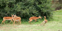 Laikipia