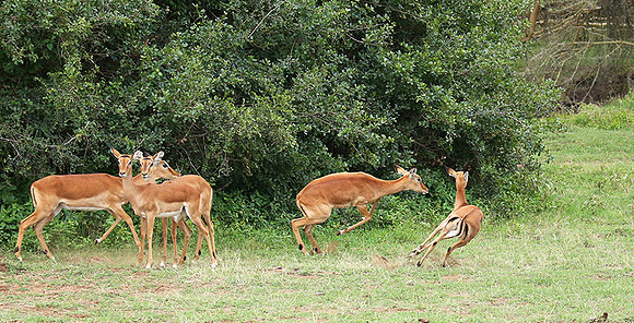Laikipia