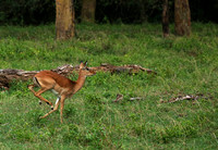 Laikipia
