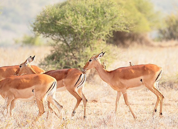 Nairobi National parc