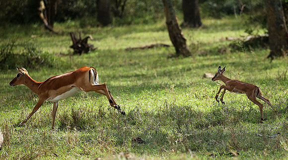 Laikipia