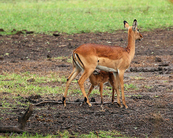 Laikipia