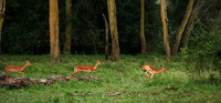 Laikipia