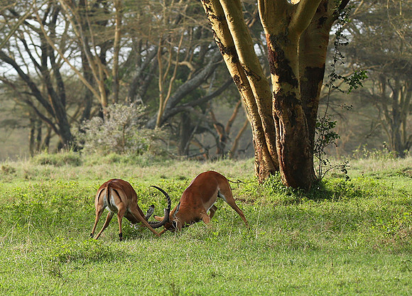 Laikipia