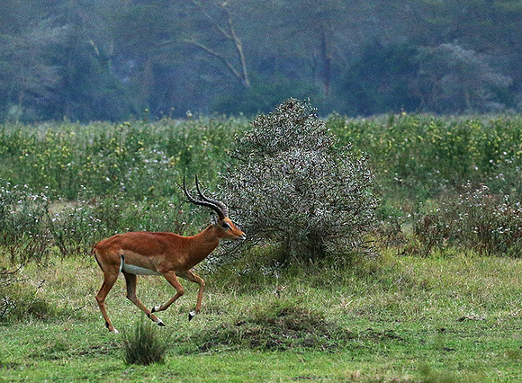Laikipia