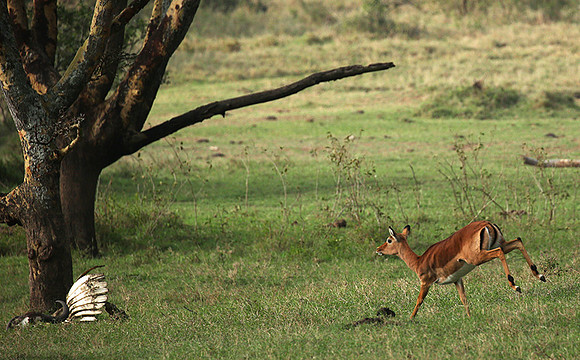 Laikipia