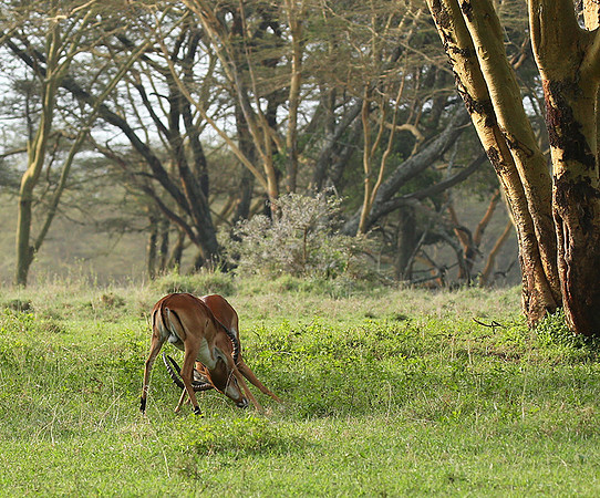 Laikipia