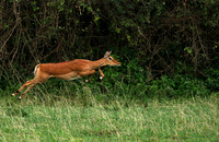 Laikipia