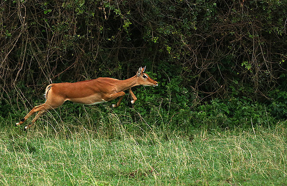 Laikipia