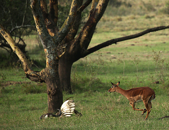 Laikipia