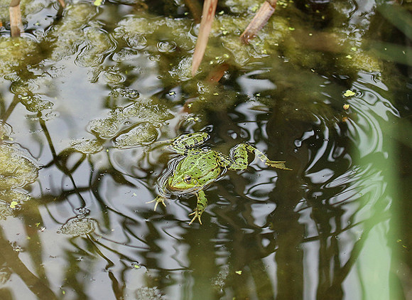 Parc animalier de ste Croix - France