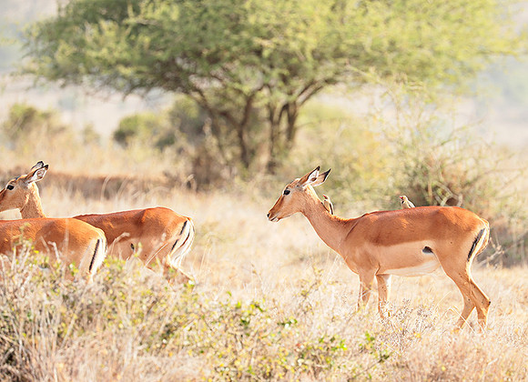 Nairobi National parc