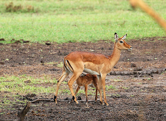 Laikipia