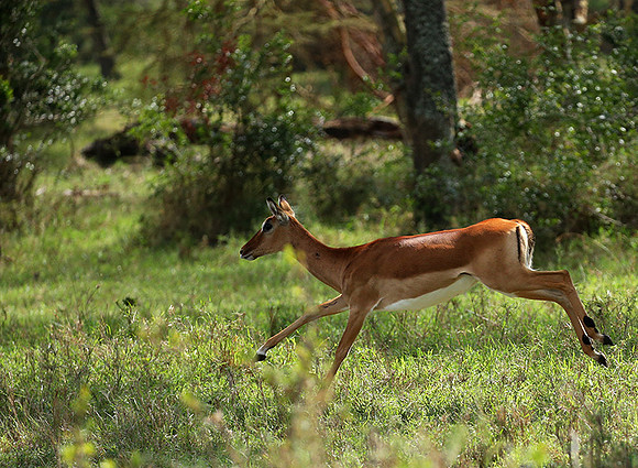 Laikipia