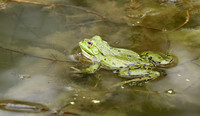 Parc animalier de ste Croix - France