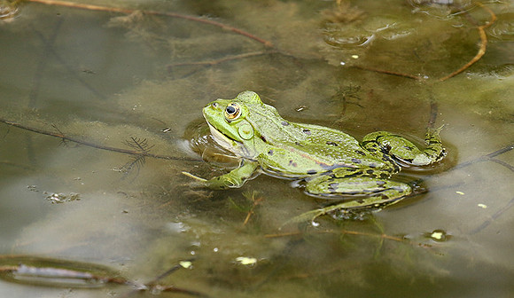 Parc animalier de ste Croix - France