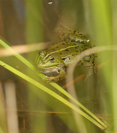 Parc animalier de ste Croix - France