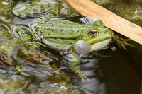 Parc animalier de ste Croix - France