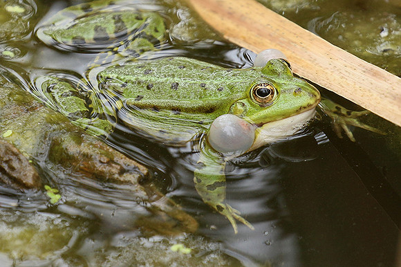 Parc animalier de ste Croix - France