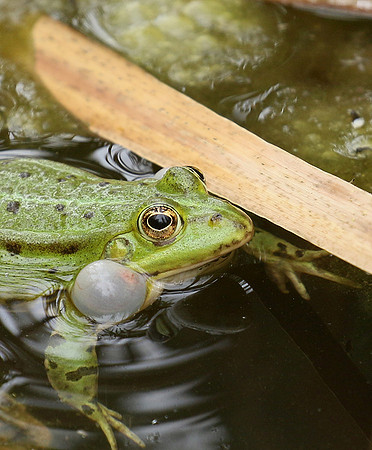 Parc animalier de ste Croix - France